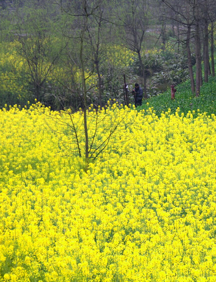 �Ĵ�����ѧԺУ԰���